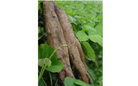 吃了這么多年的野生葛根粉，你吃對(duì)了嗎？