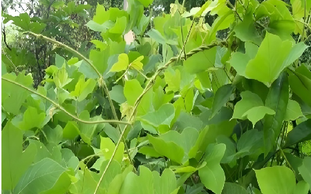 七夕寵妻狂魔就選它！二月風(fēng)雙有機(jī)野生葛根粉，健康又有文化味 