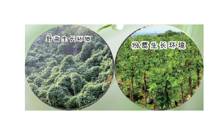 高學(xué)歷養(yǎng)生黨親測(cè)：這款雙有機(jī)野生葛根粉，憑什么成日常優(yōu)選？?