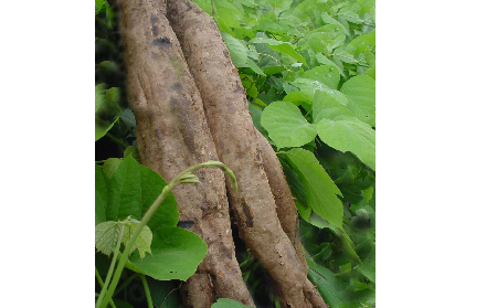 長(zhǎng)期吃葛粉是養(yǎng)生還是傷身？科學(xué)解讀它的三大益處，讓你吃得更明白！