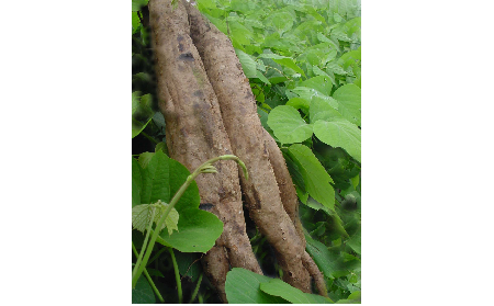 正宗的野生葛根粉，本質(zhì)是淀粉嗎？探秘千年本草中的自然饋贈