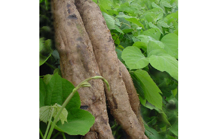 葛粉是什么？解鎖這份藏著千年文化與養(yǎng)生智慧的天然食材